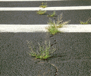 Pioneer-Cabinv6FINAL